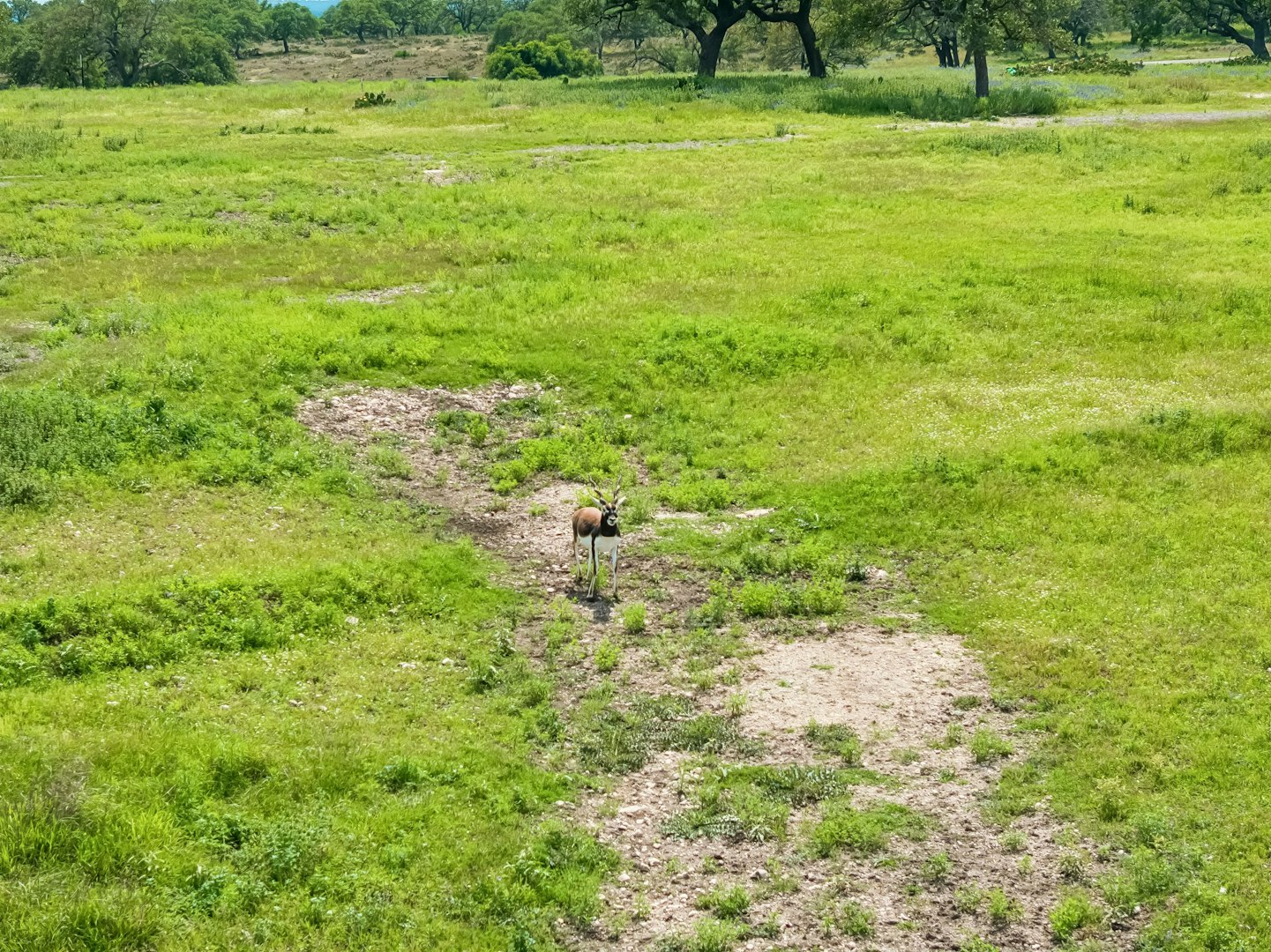 1051 N Cattlemans Crossing Drive Kerrville TX 78028