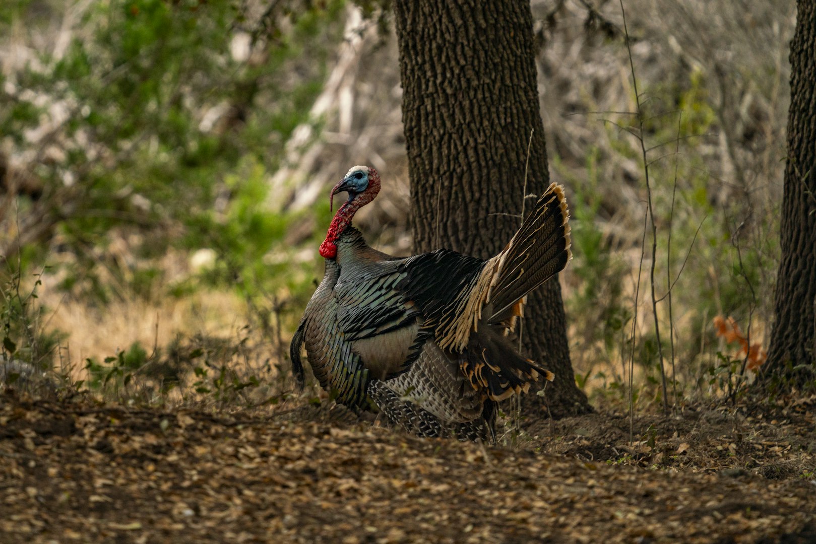 0000 Tbd Cedar Creek Road Brackettville TX 78832
