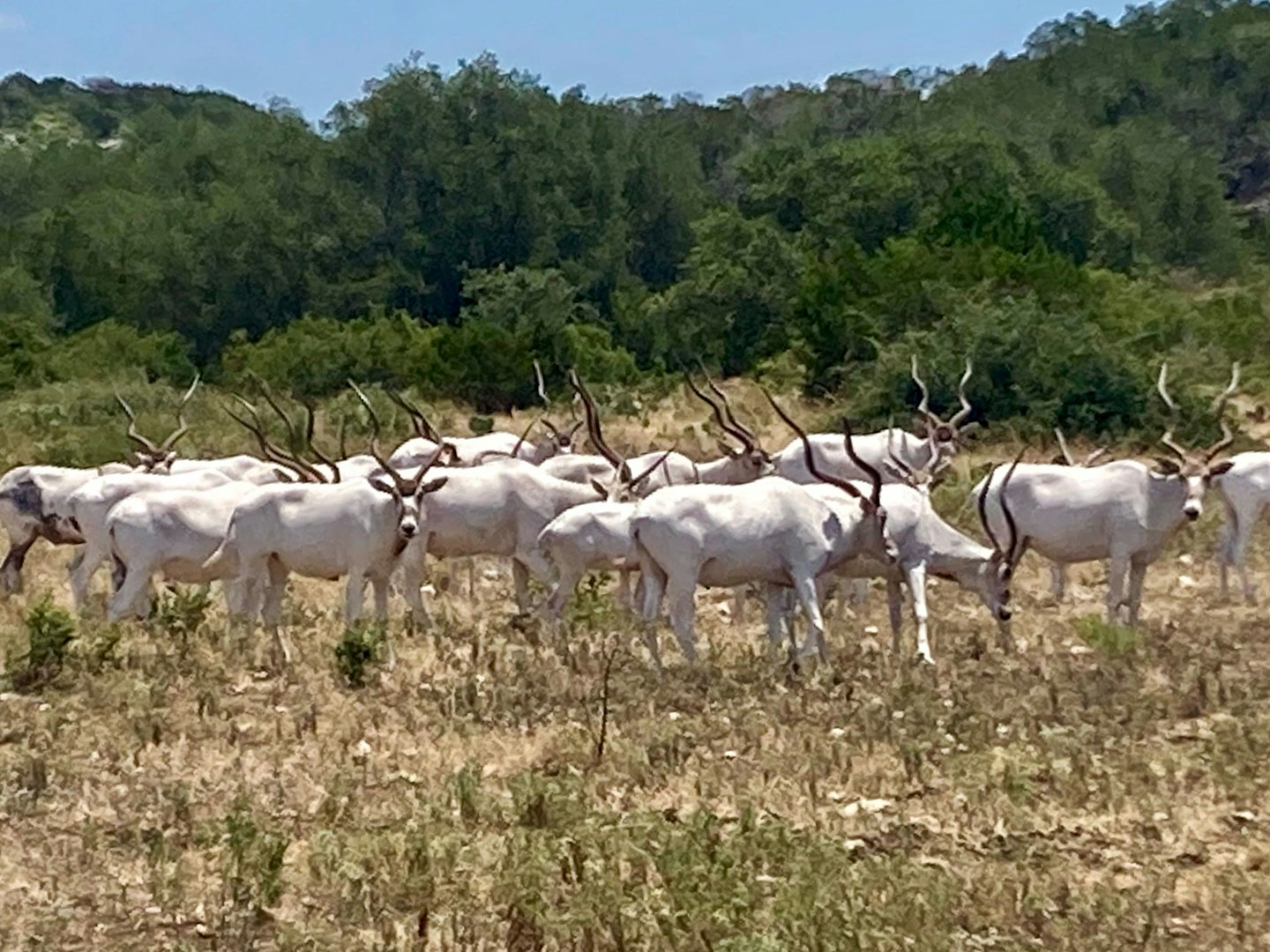 0000 Tbd Cedar Creek Road Brackettville TX 78832