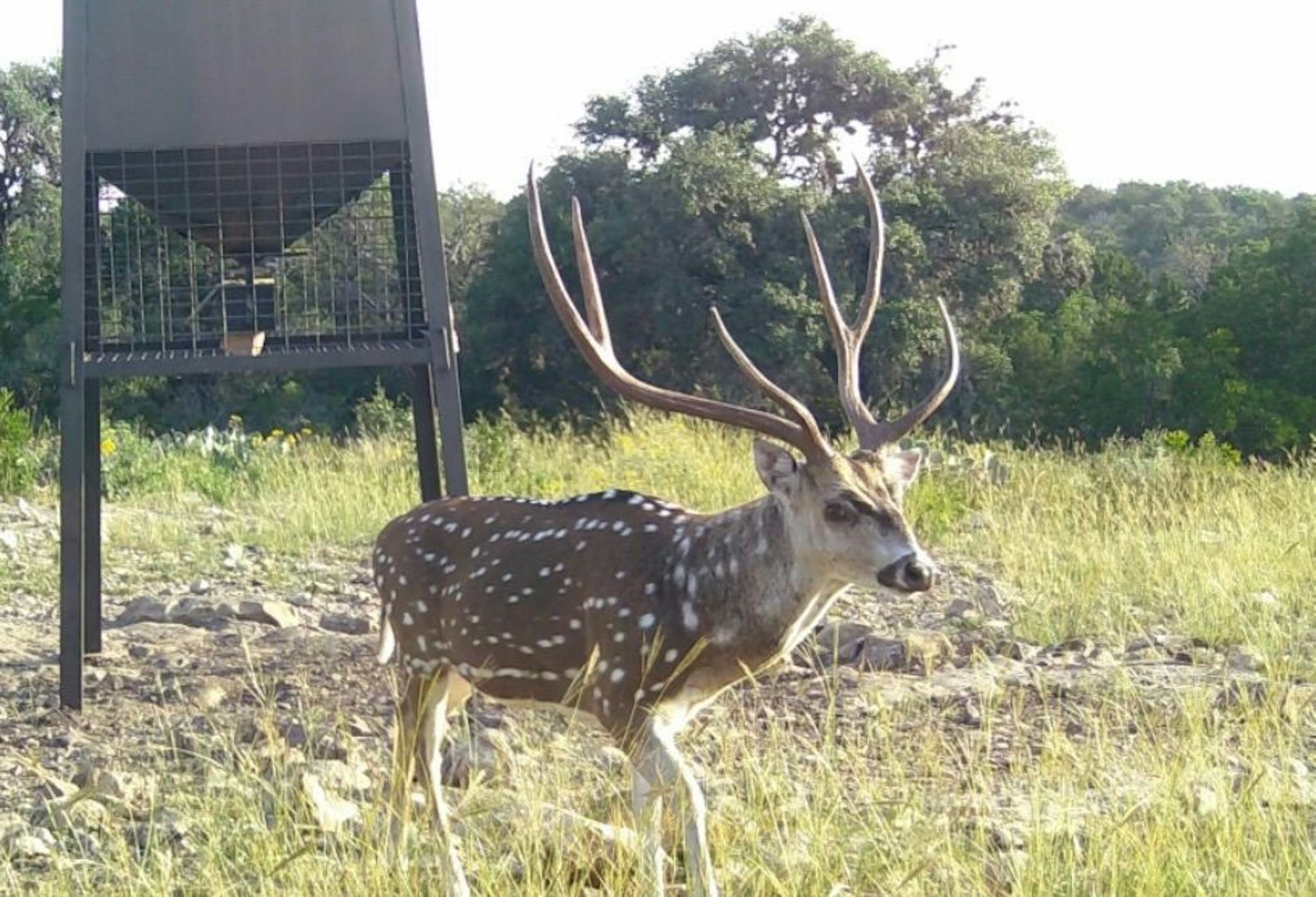 0000 Tbd Cedar Creek Road Brackettville TX 78832