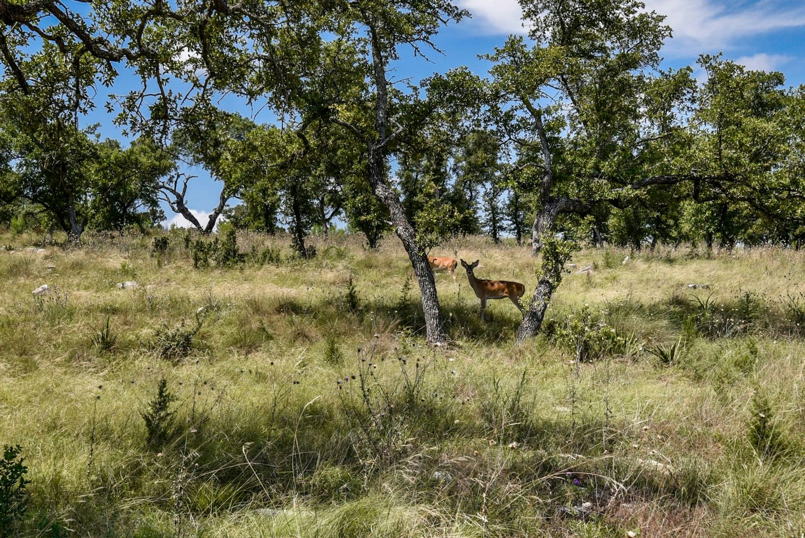 11632 Grand Summit Boulevard Dripping Springs TX 78620
