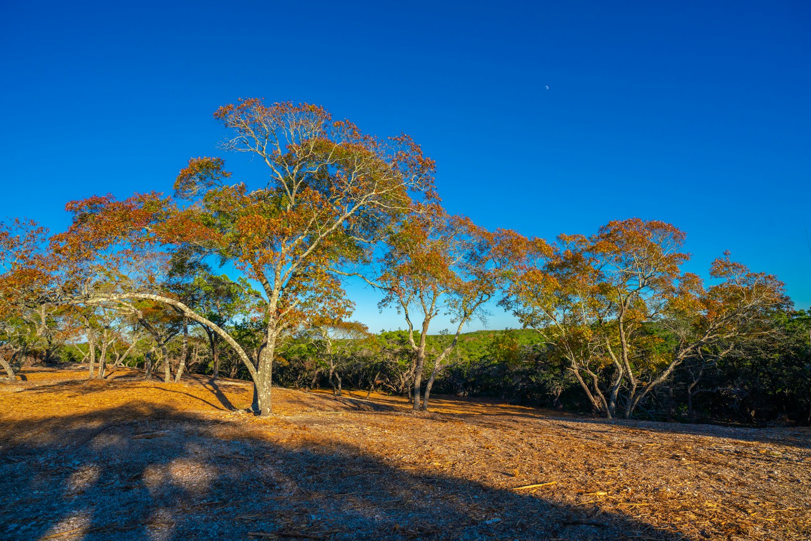 101 Bella Springs Boerne TX 78006