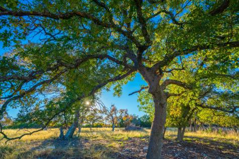 101 Bella Springs Boerne TX 78006