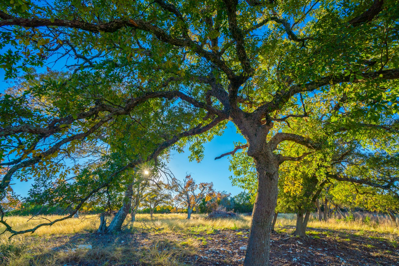 101 Bella Springs Boerne TX 78006