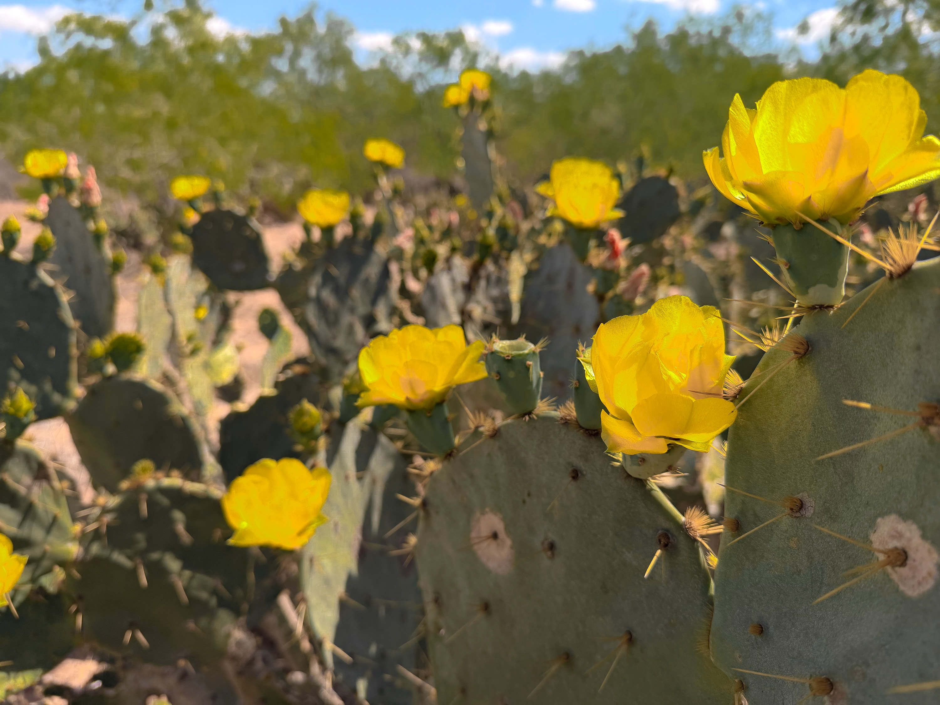 0 Summertime Road La Gloria TX 78536