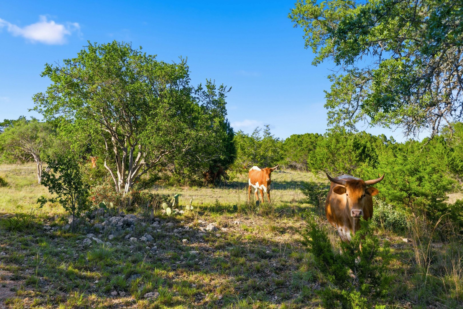 3303 Fearless Treadway Round Mountain TX 78663