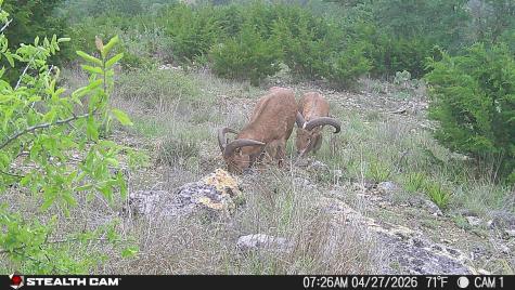 870 Rocky Top Road Southwest Hunt TX 78024