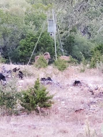 870 Rocky Top Road Southwest Hunt TX 78024