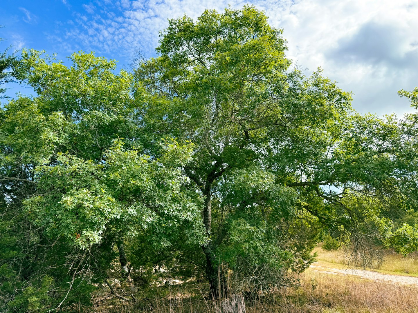 107 Camp Alzafar Road Boerne TX 78006