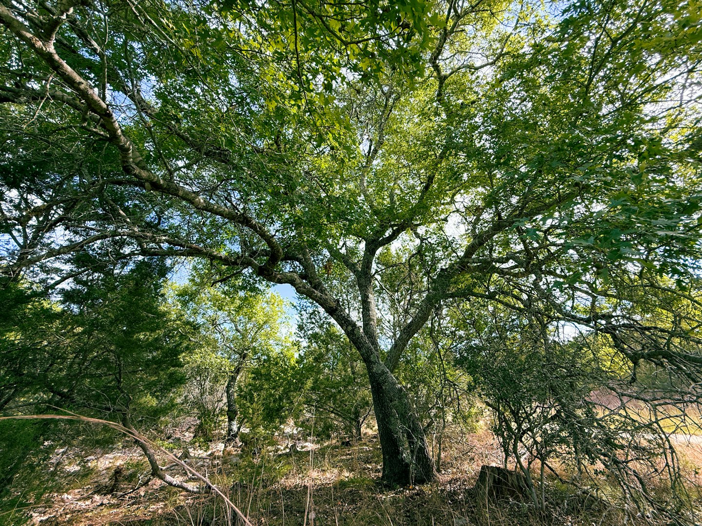 107 Camp Alzafar Road Boerne TX 78006