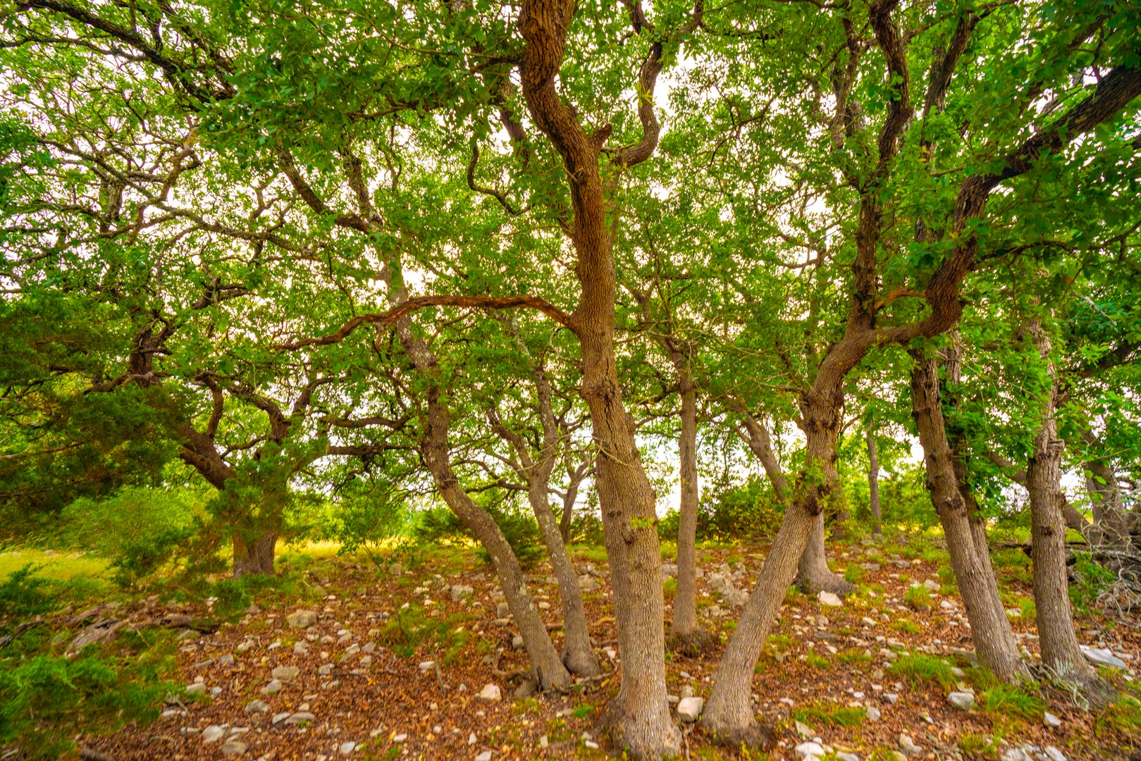 105 Bella Springs Boerne TX 78006