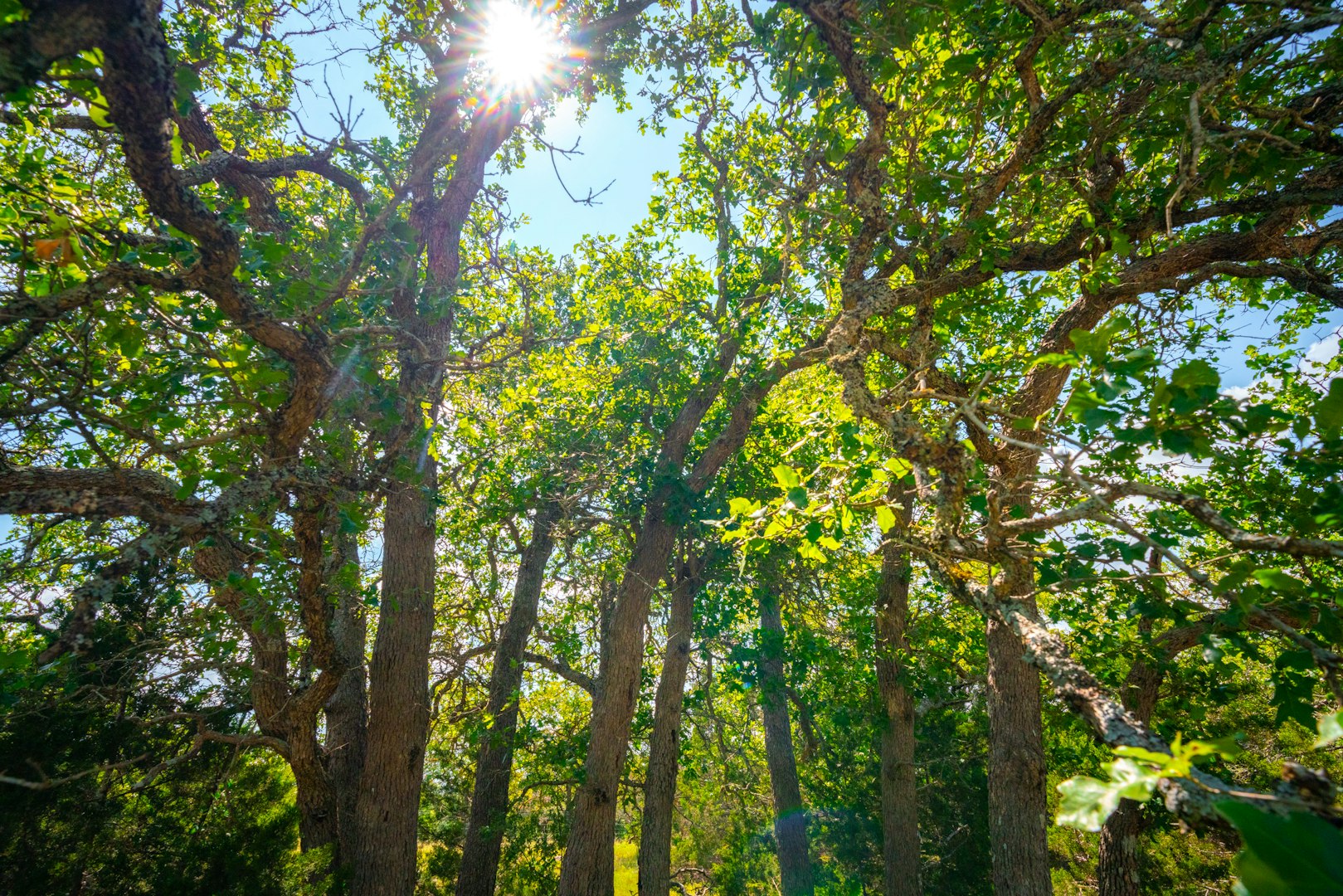 105 Bella Springs Boerne TX 78006