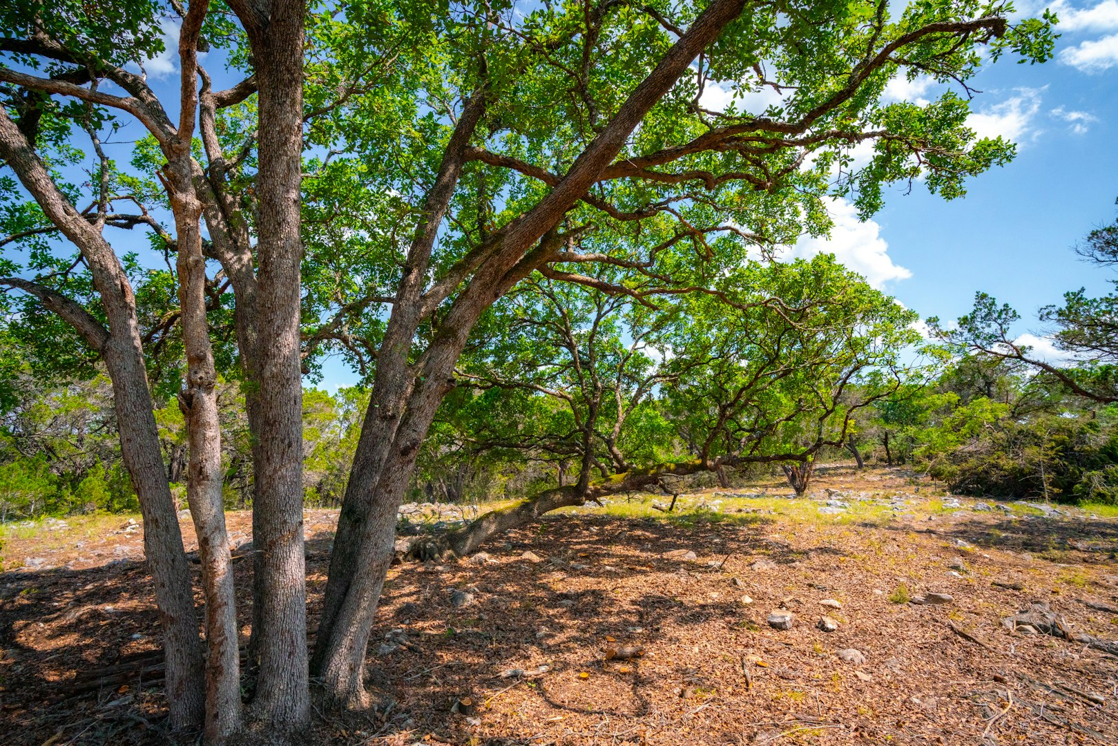 105 Bella Springs Boerne TX 78006