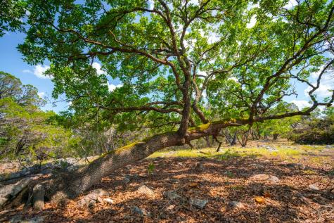 105 Bella Springs Boerne TX 78006