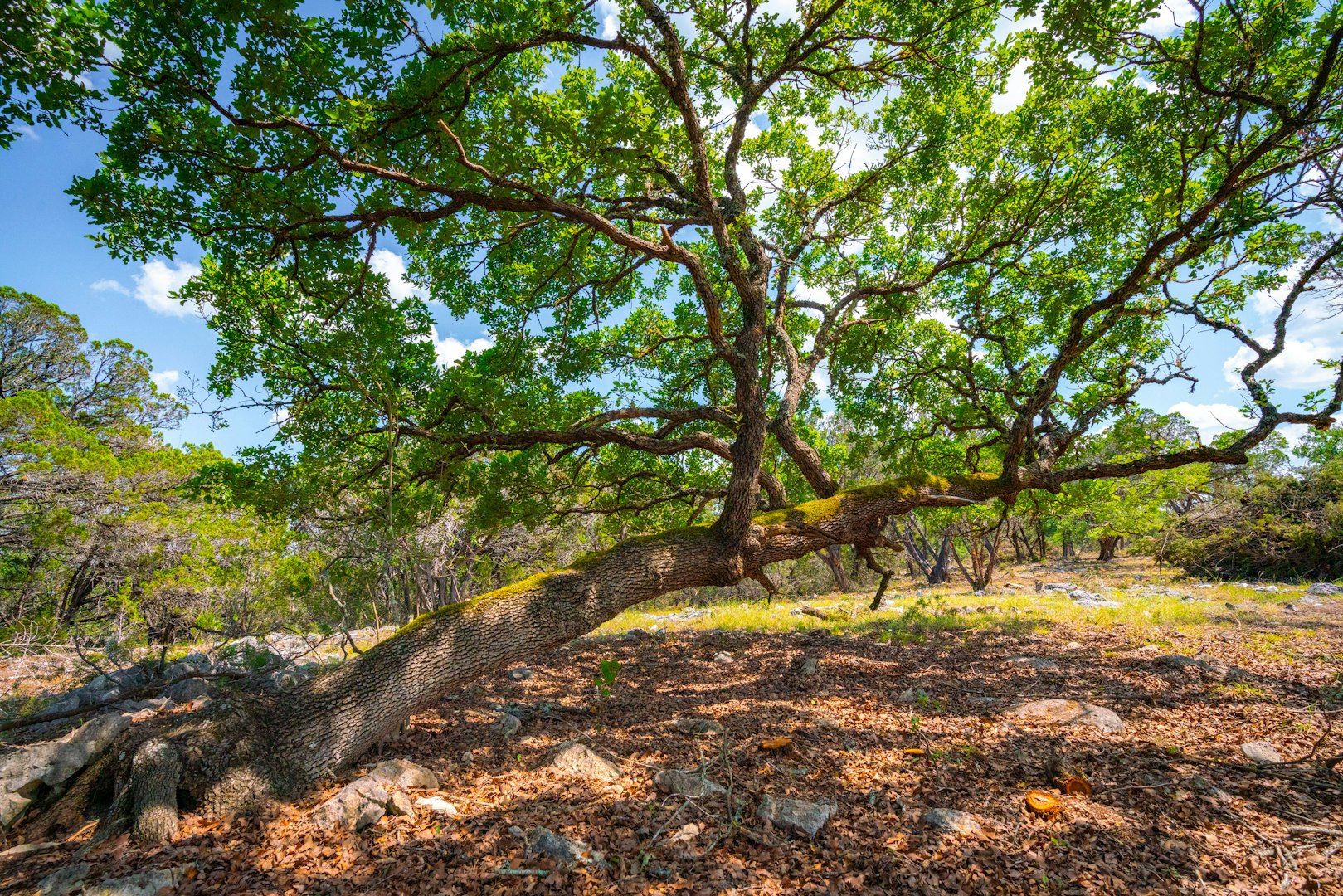 105 Bella Springs Boerne TX 78006