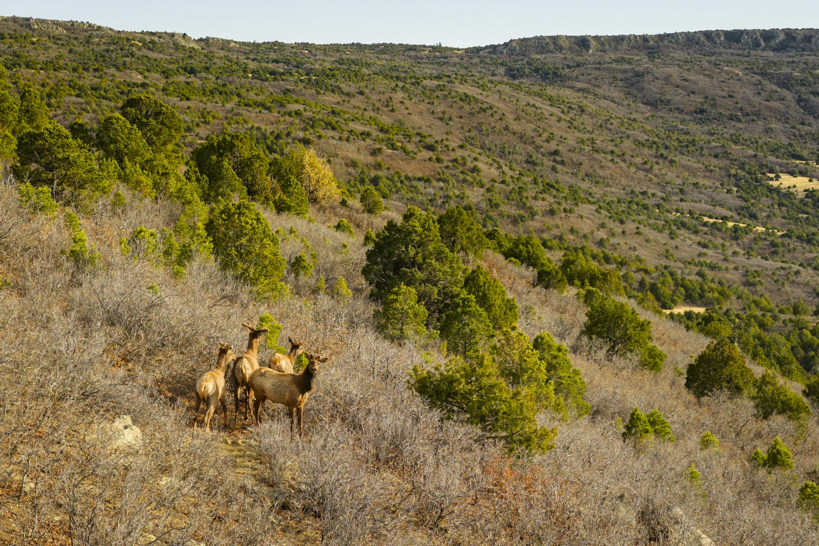 0000 Tbd Folsom NM 88419