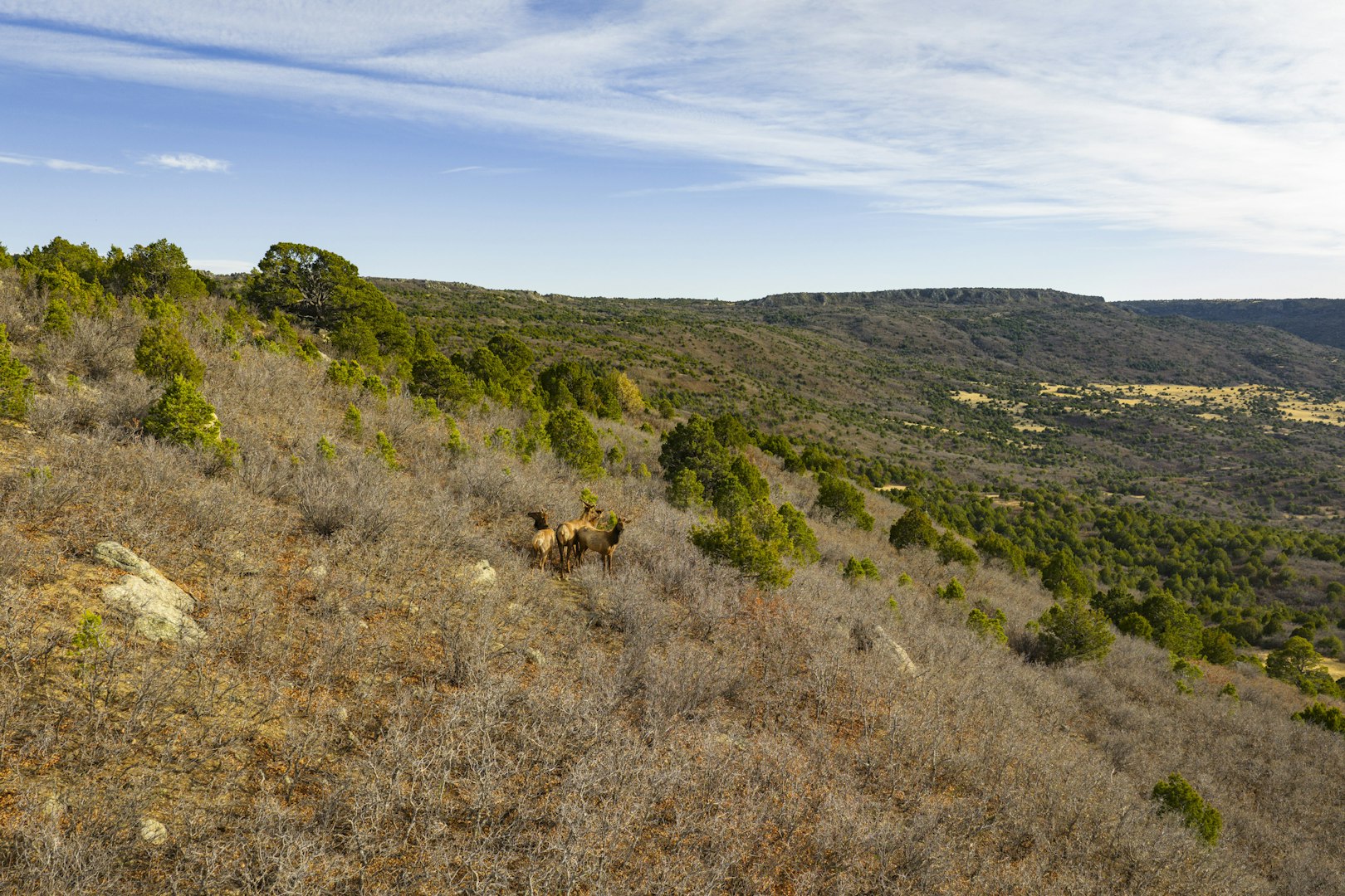 0000 Tbd Folsom NM 88419