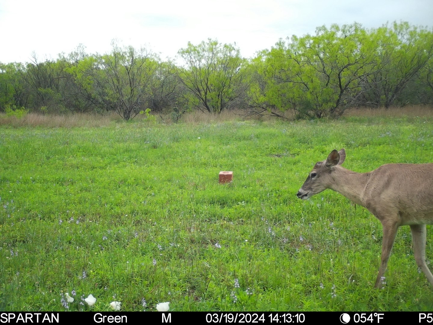 3305 Cr 129 Pawnee TX 78119