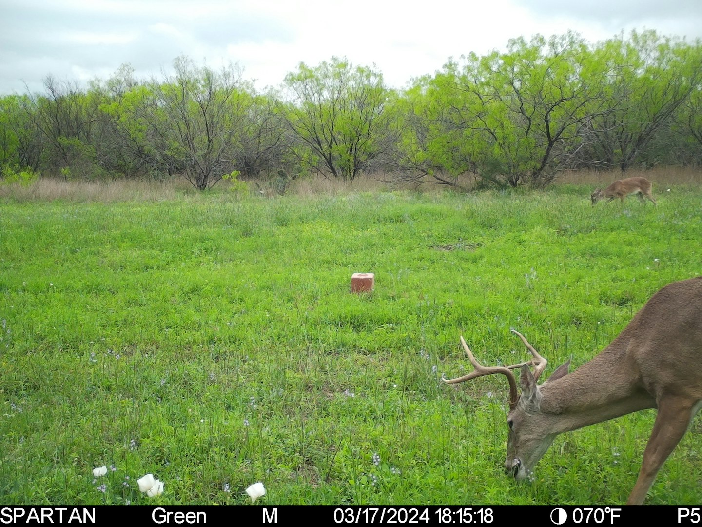 3305 Cr 129 Pawnee TX 78119