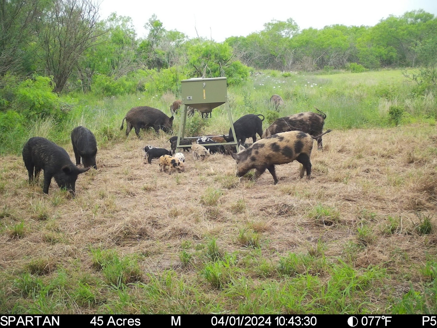 3305 Cr 129 Pawnee TX 78119