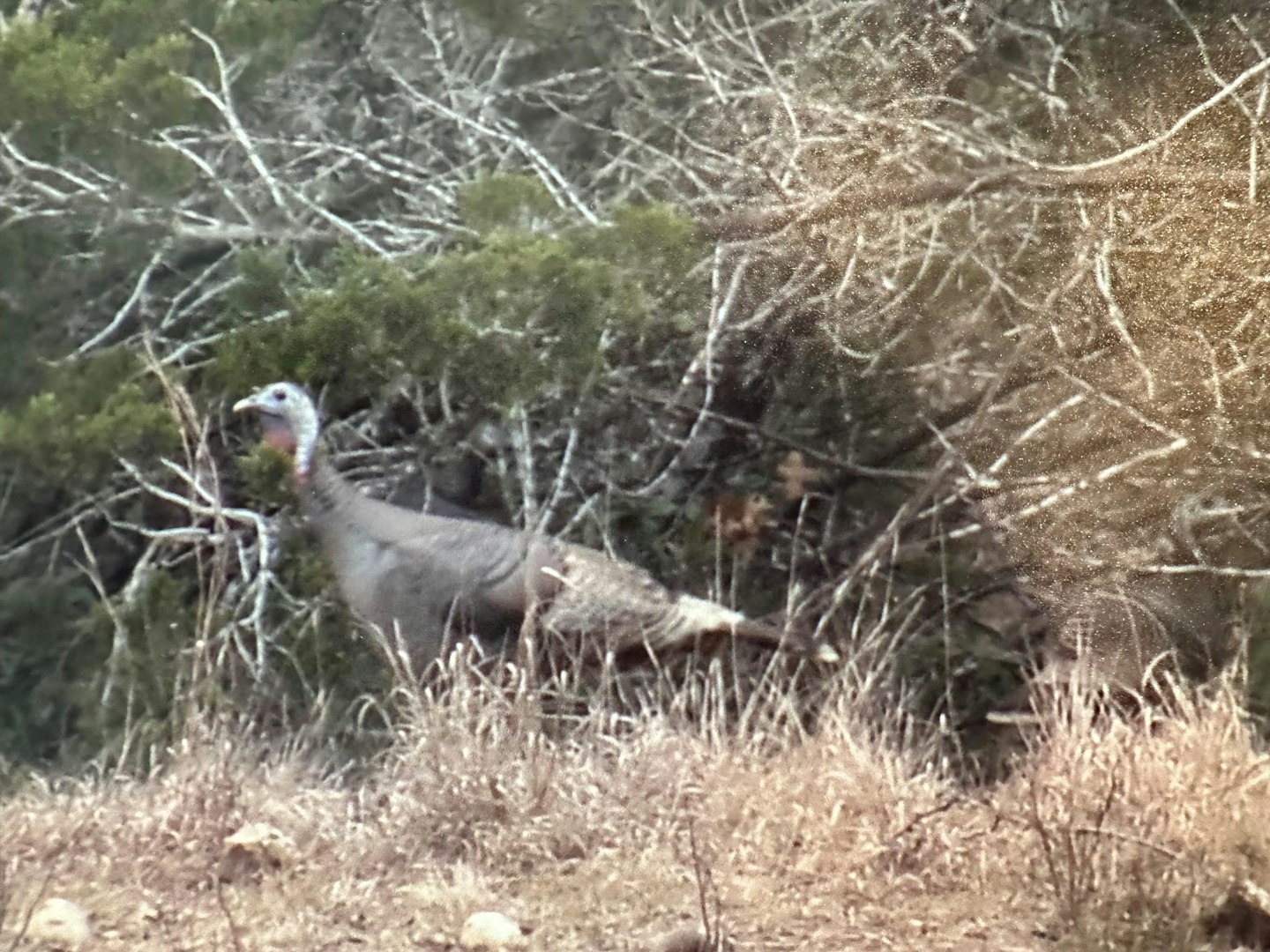 0000 Tbd Gallagher Ranch On Park Road 37 Helotes TX 78023