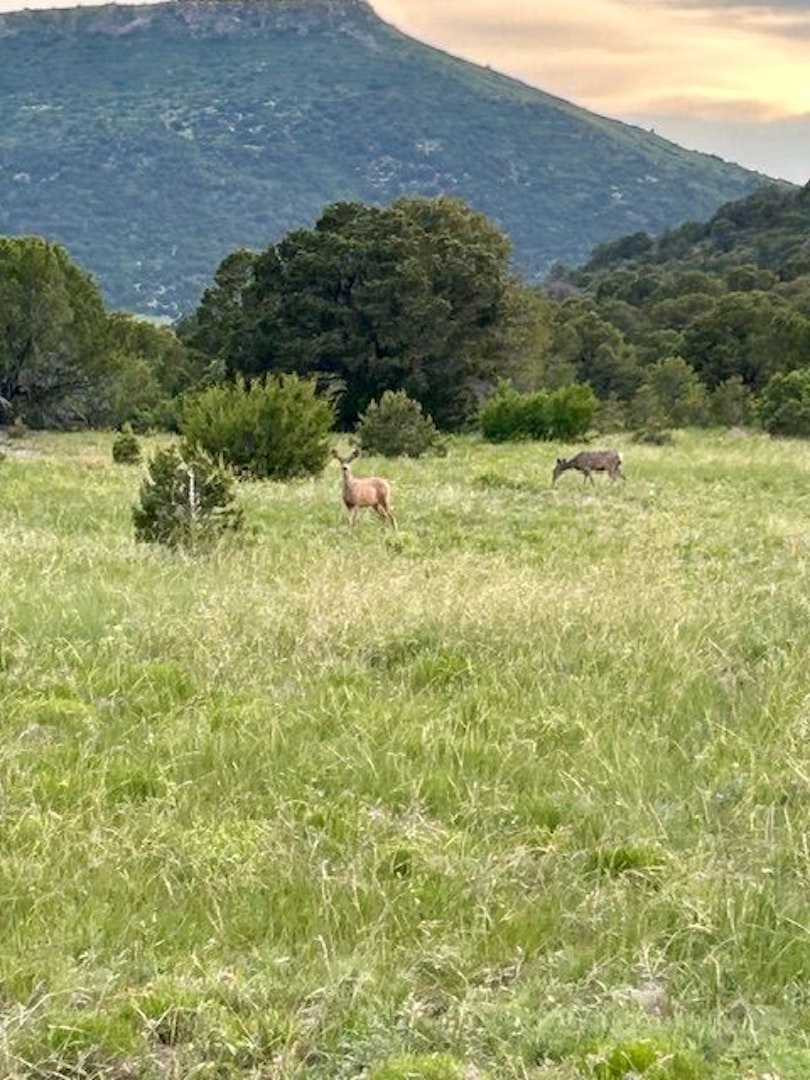 0000 Tbd Folsom NM 88419