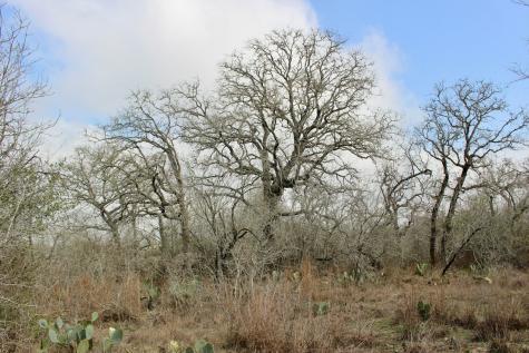 0000 Robertson Road Smiley TX 78159