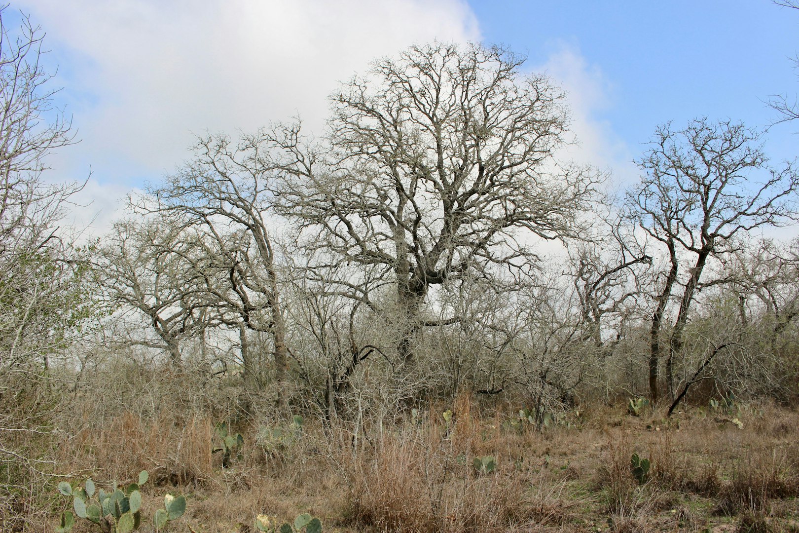 0000 Robertson Road Smiley TX 78159