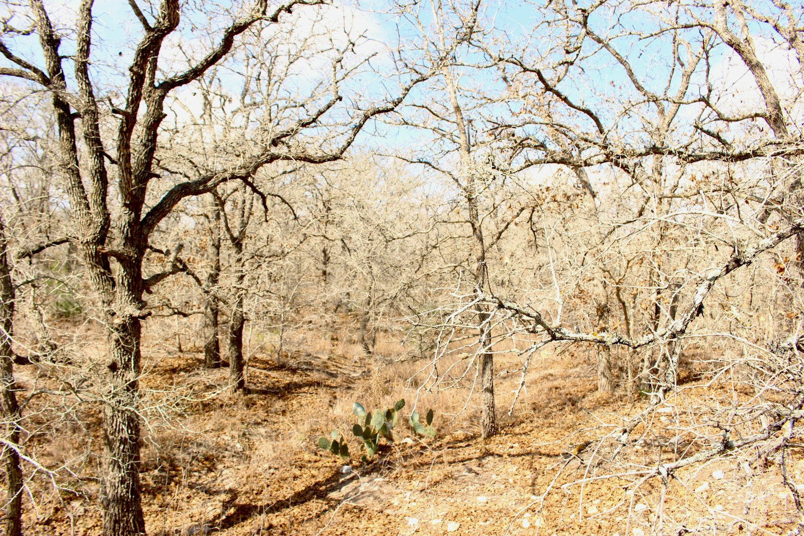 0000 Robertson Road Smiley TX 78159