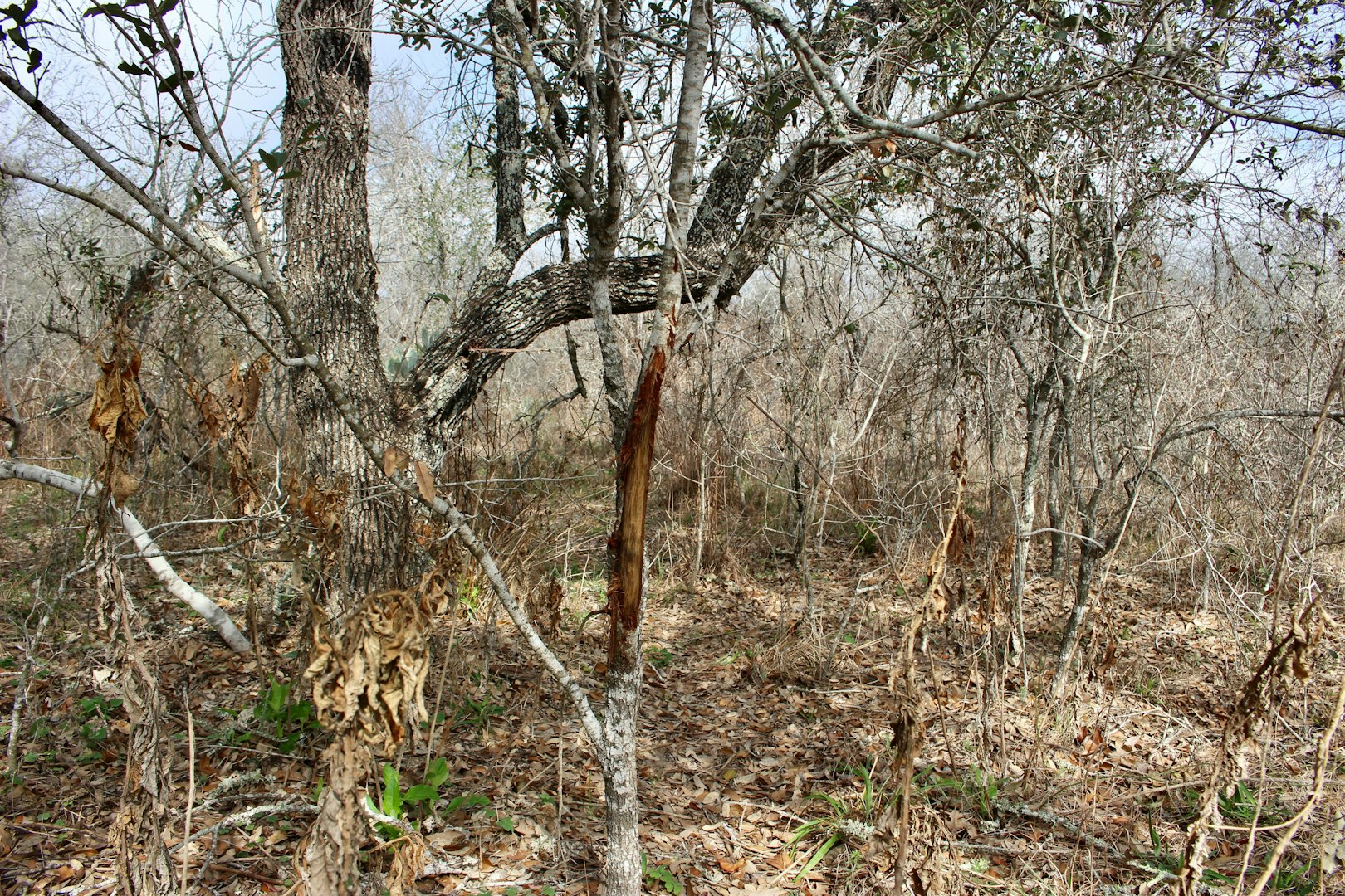0000 Robertson Road Smiley TX 78159