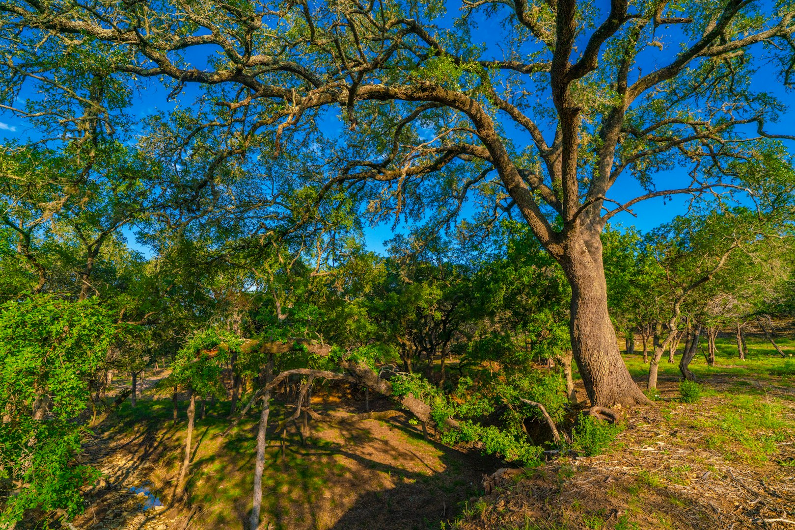 116 Majestic Oaks Drive Boerne TX 78006