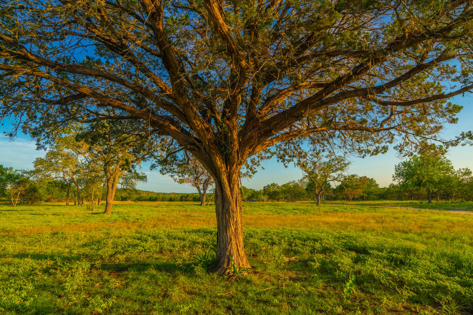 116 Majestic Oaks Drive Boerne TX 78006