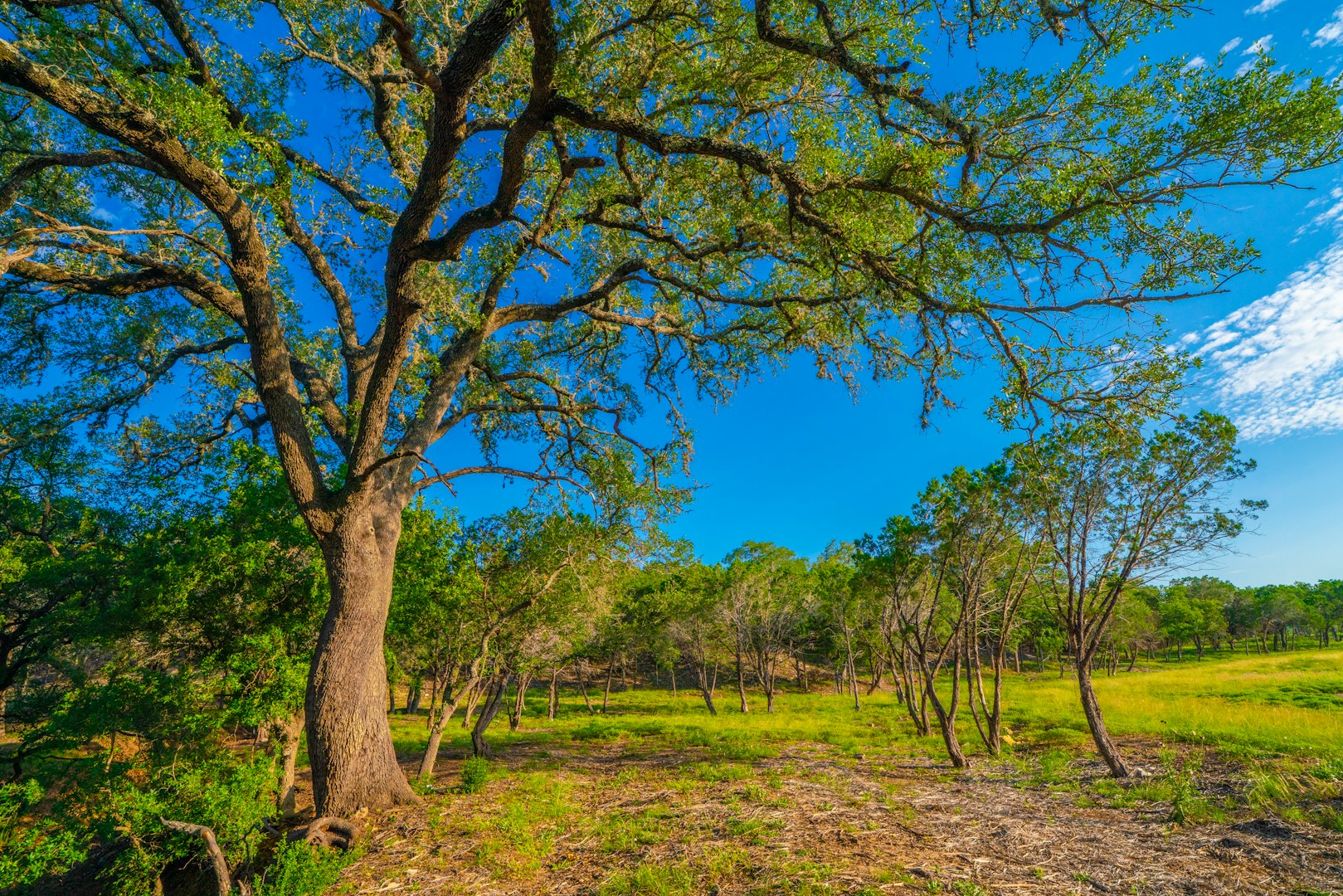 116 Majestic Oaks Drive Boerne TX 78006