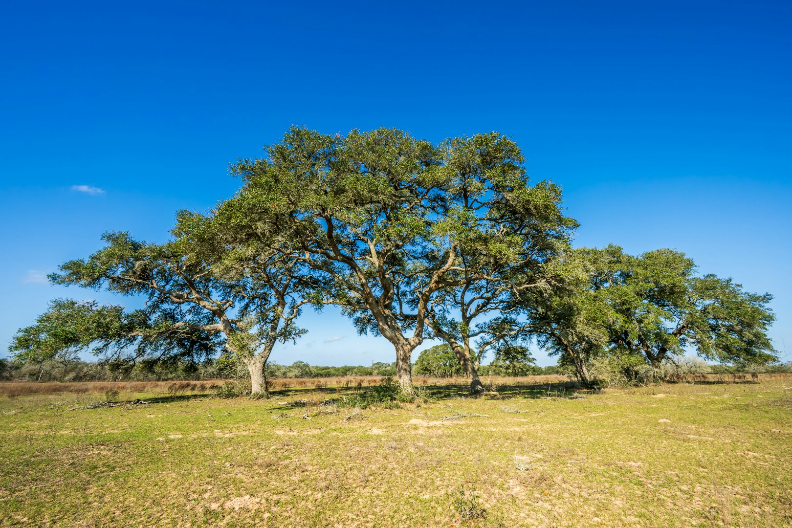 16297-1 Texas 111 Yoakum TX 77995