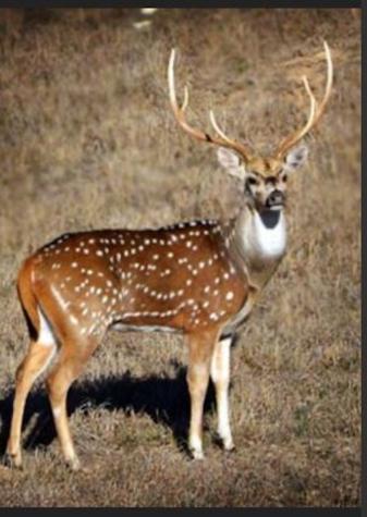 721 Bandina River Road Bandera TX 78003