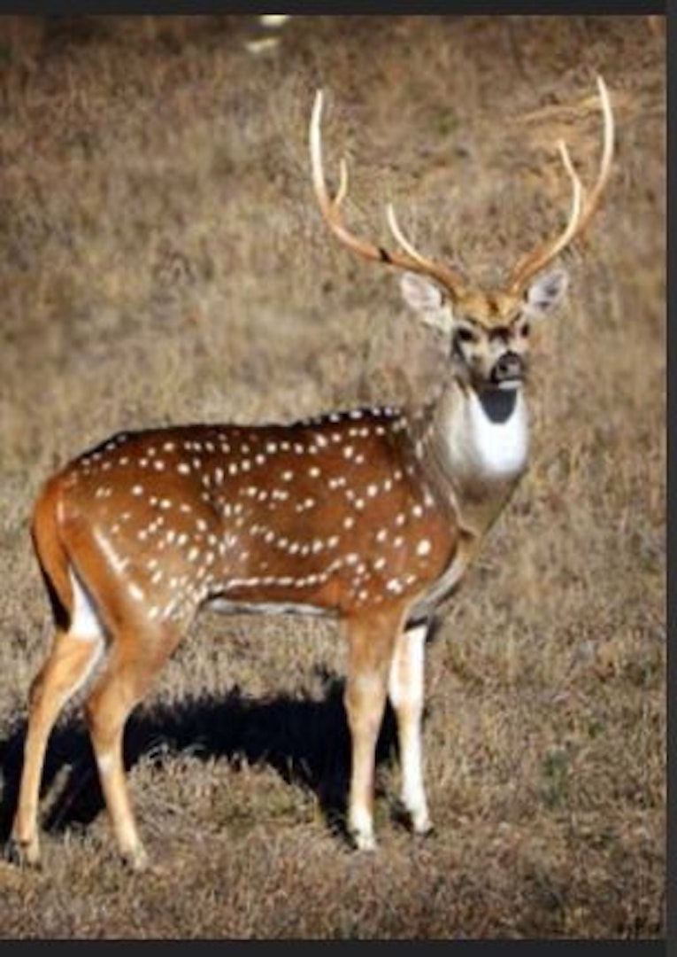 721 Bandina River Road Bandera TX 78003