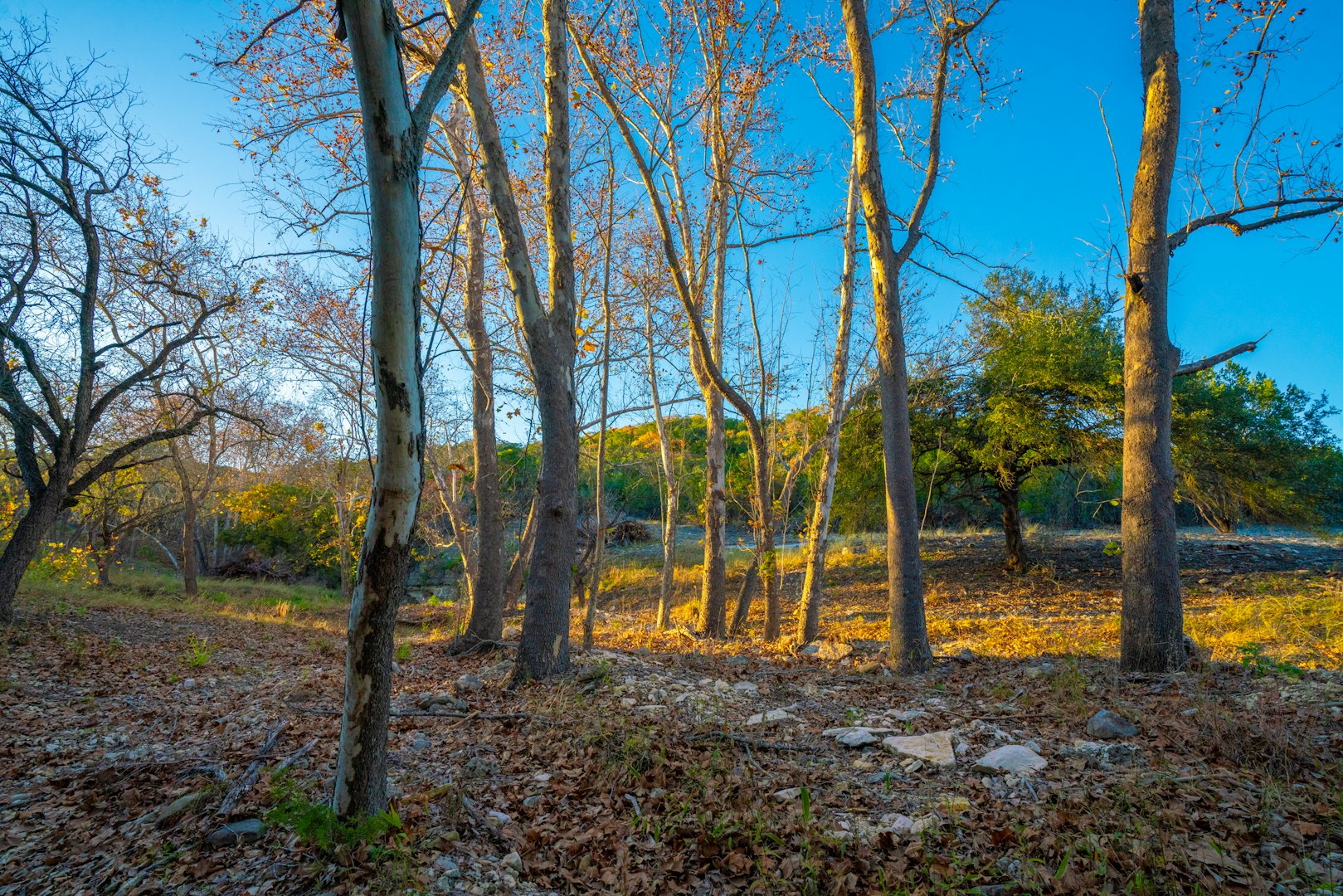 103 Bella Springs Boerne TX 78006