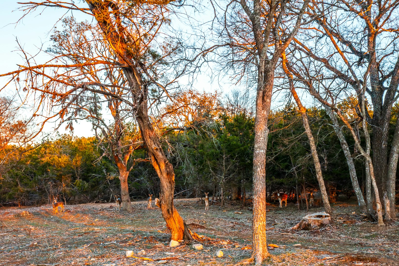 327 Waring Welfare Road Boerne TX 78006