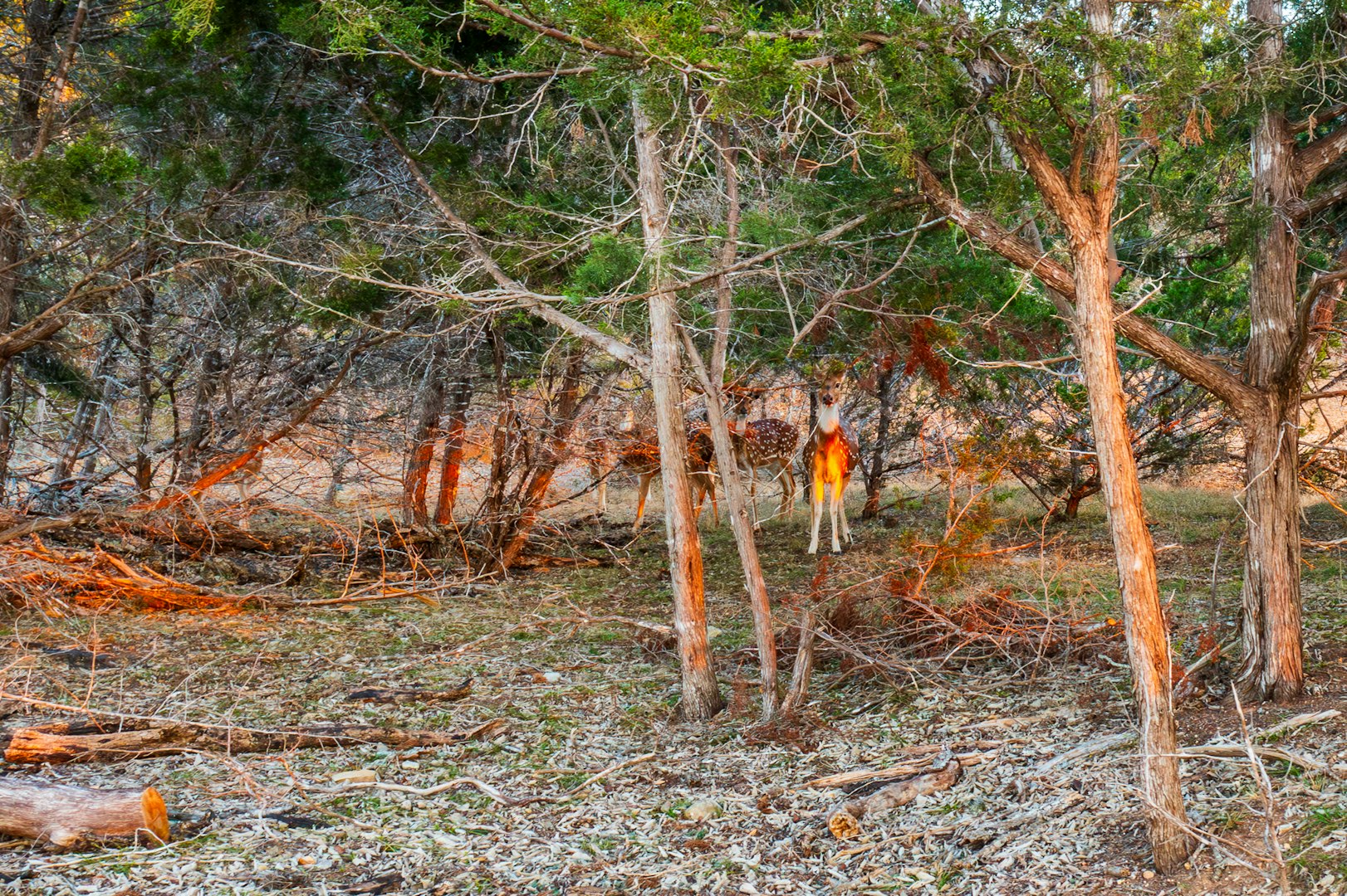 327 Waring Welfare Road Boerne TX 78006