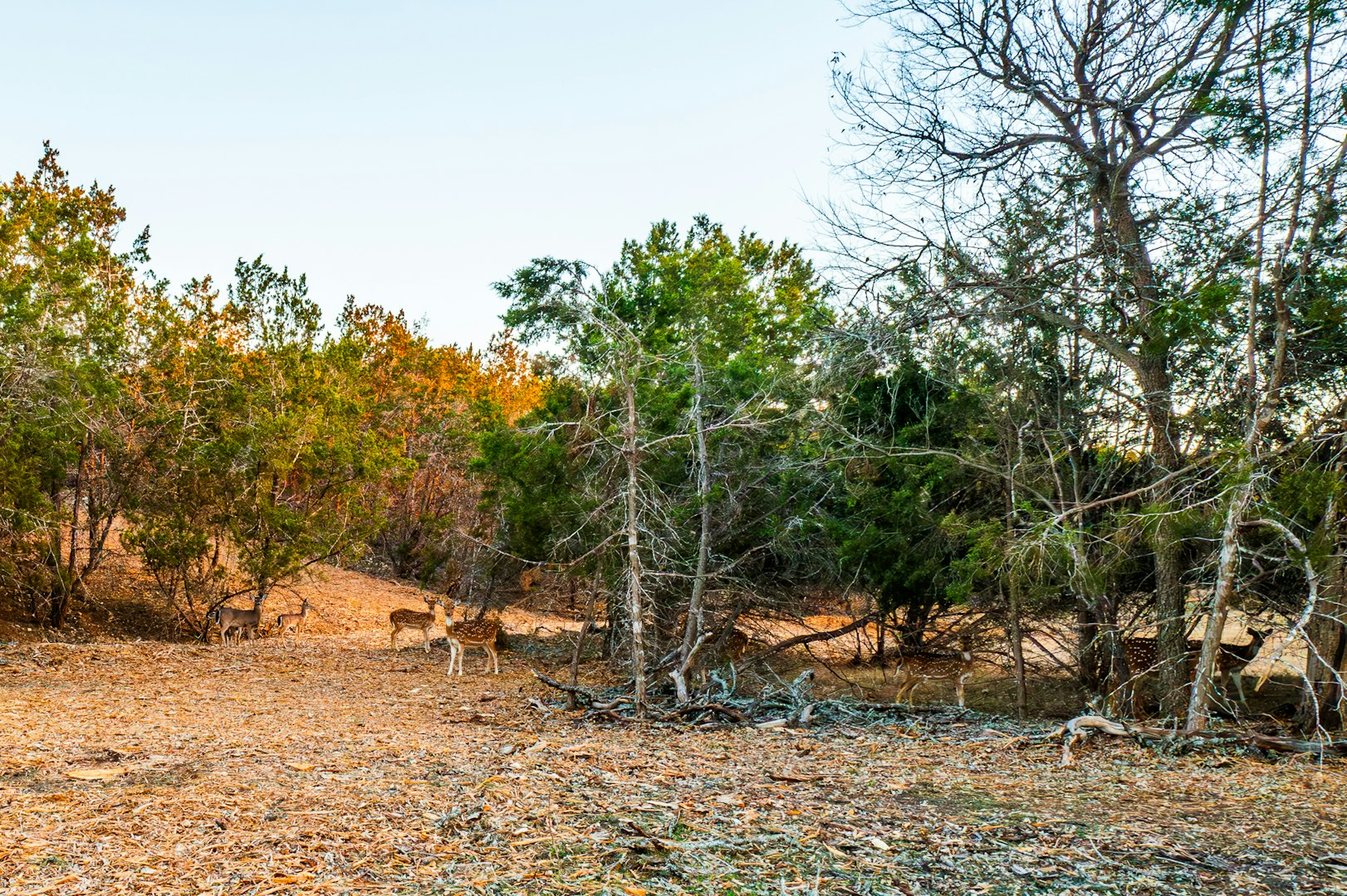 327 Waring Welfare Road Boerne TX 78006