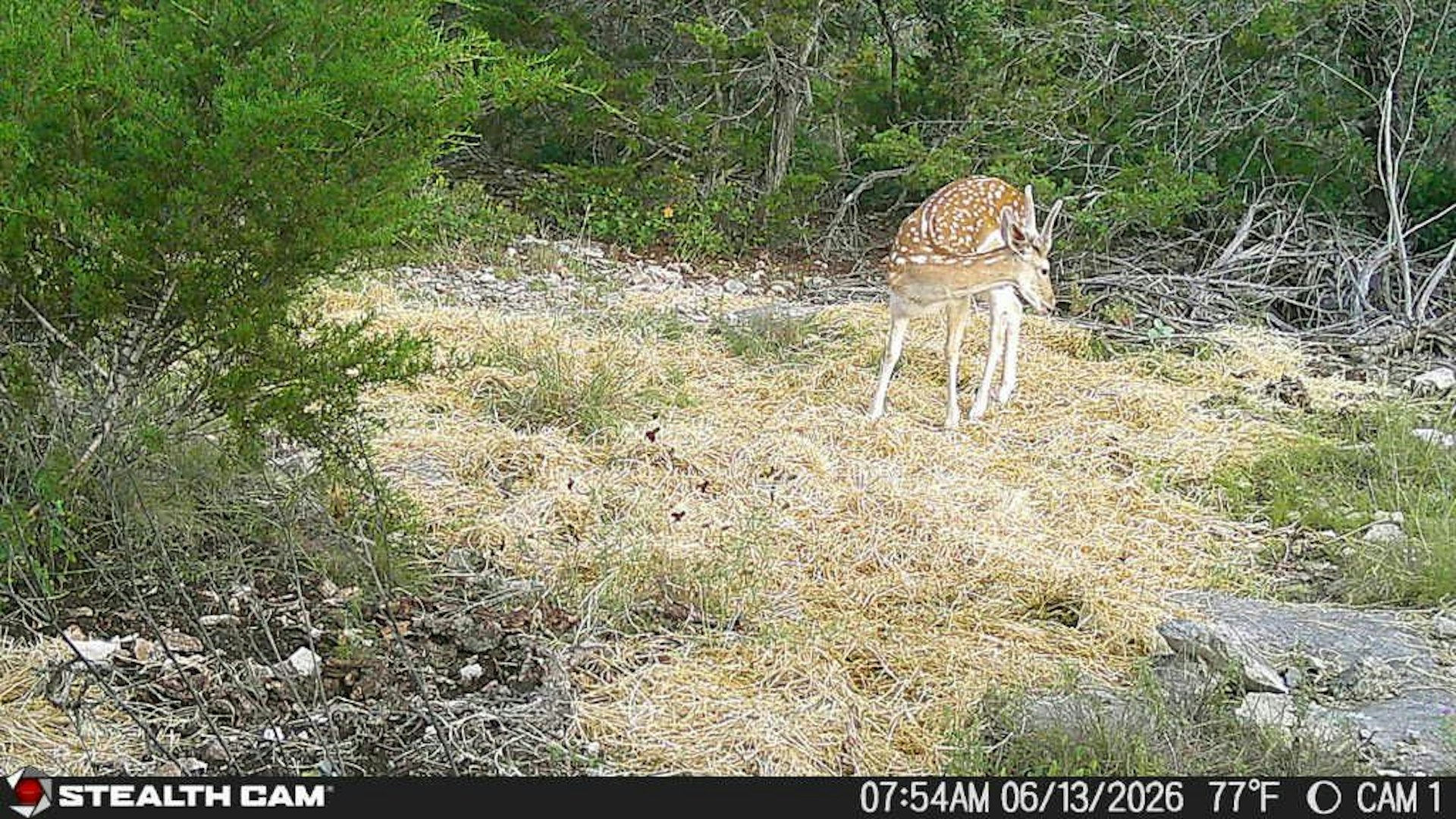 189 Campfire Trail West Hunt TX 78024