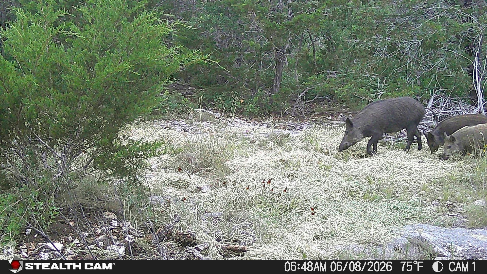189 Campfire Trail West Hunt TX 78024