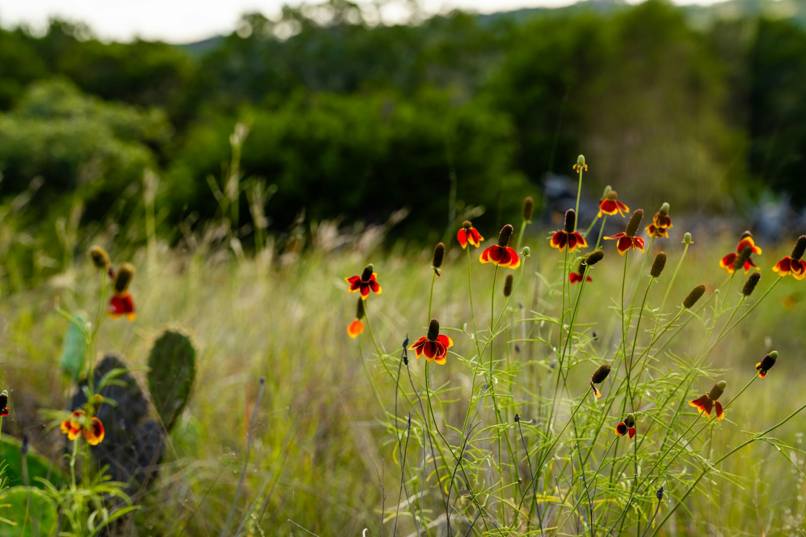 189 Campfire Trail West Hunt TX 78024