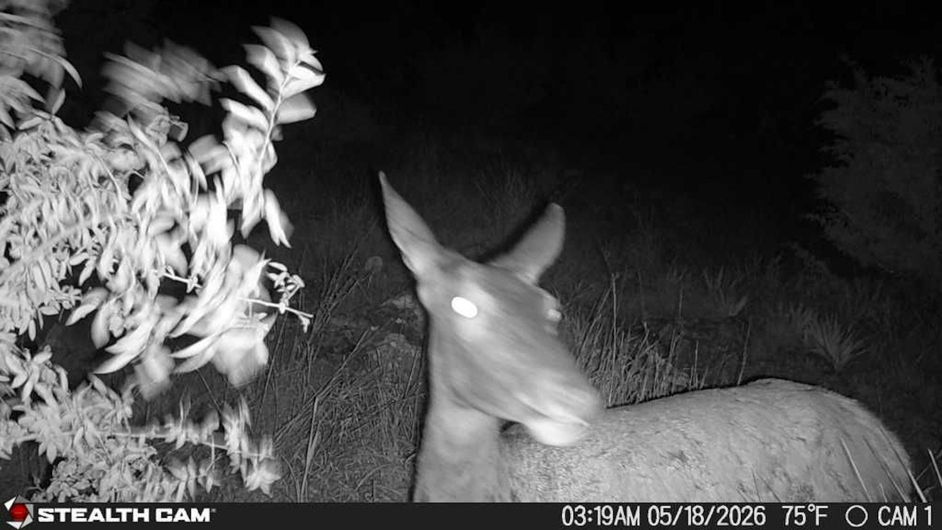 189 Campfire Trail West Hunt TX 78024