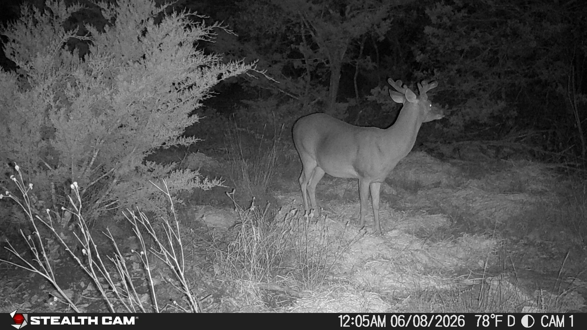 189 Campfire Trail West Hunt TX 78024