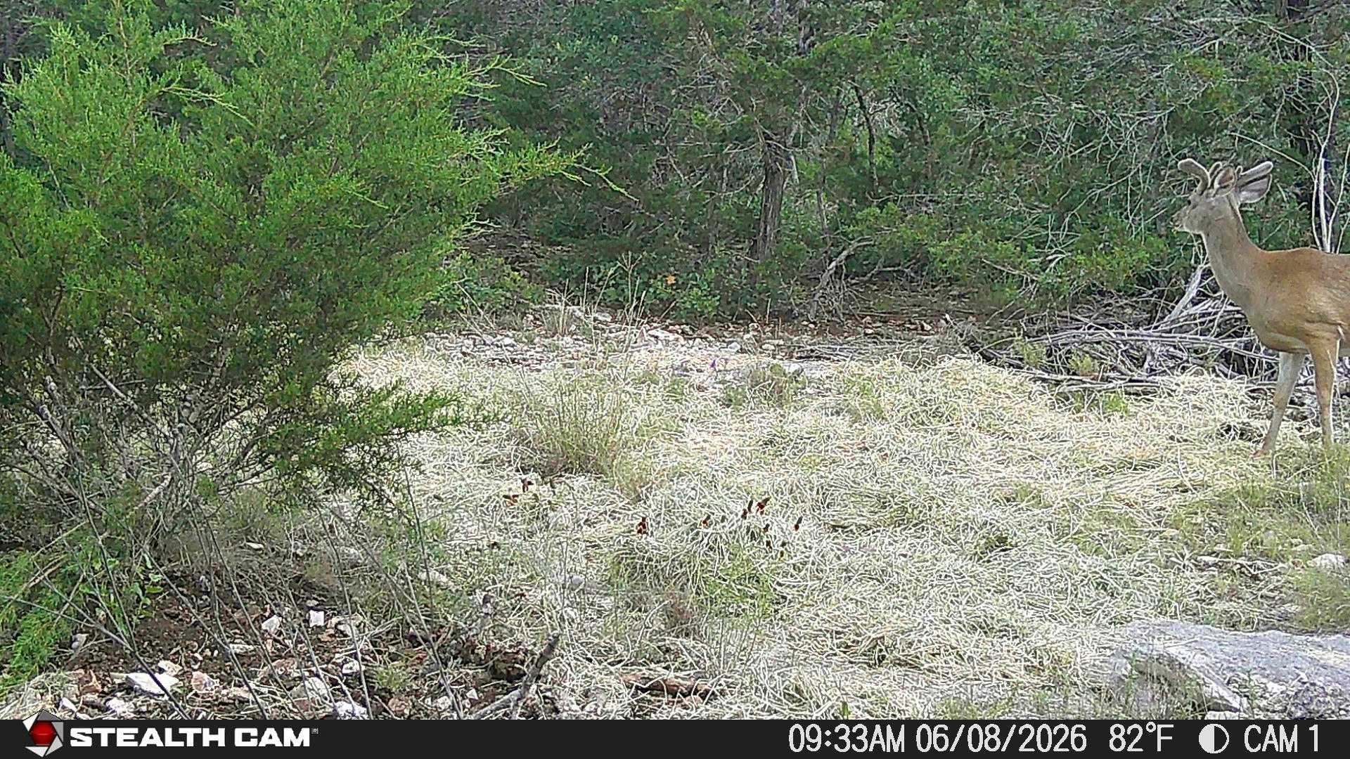 189 Campfire Trail West Hunt TX 78024