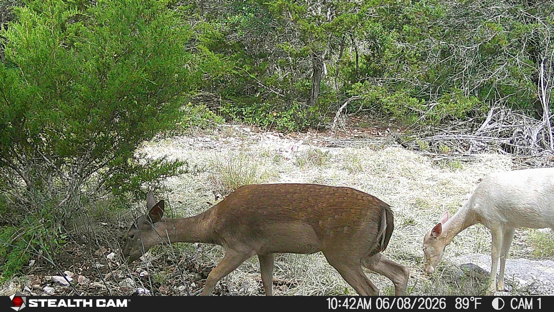 189 Campfire Trail West Hunt TX 78024