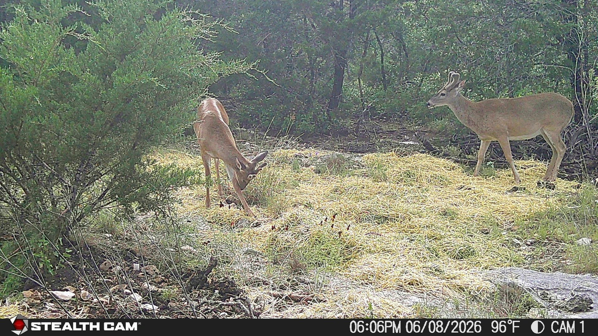 189 Campfire Trail West Hunt TX 78024