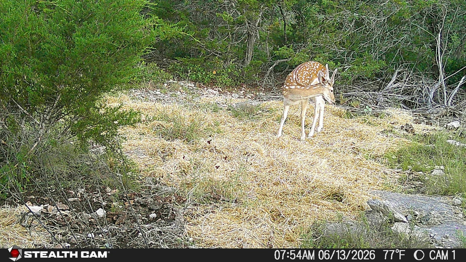 189 Campfire Trail West Hunt TX 78024
