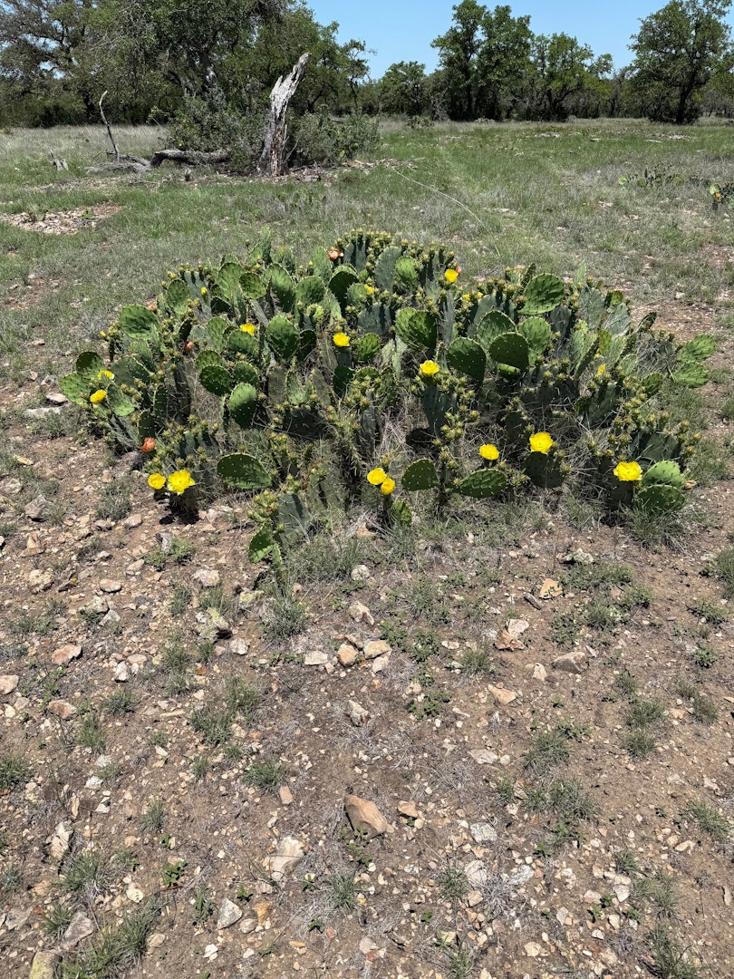 0000 Mountain Legacy Ranch Mountain Home TX 78058